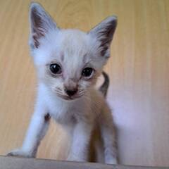 男の子の保護猫　1ヶ月くらい