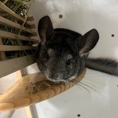 動物多頭飼い仲間募集中♡