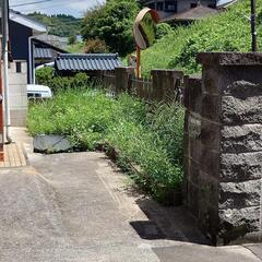 🌴草取り🌟