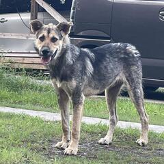 野良犬