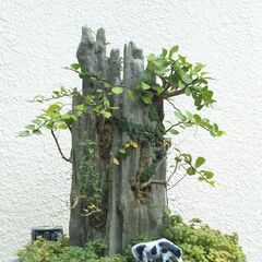 石柱盆景ー１
