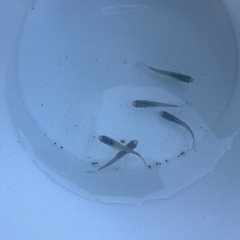 メダカ　深海鰭長(琉海) 成魚の画像