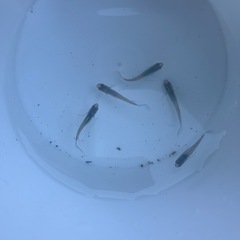 メダカ　深海鰭長(琉海) 成魚の画像