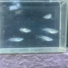 メダカ　深海鰭長(琉海) 成魚