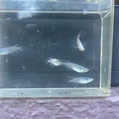 メダカ　深海鰭長(琉海) 成魚の画像