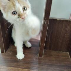 生後1カ月の男の子。