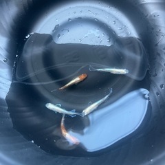 メダカ　夢中メダカ直系　朱光菊の画像