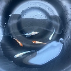メダカ　夢中メダカ直系　朱光菊の画像
