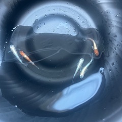 メダカ　夢中メダカ直系　朱光菊