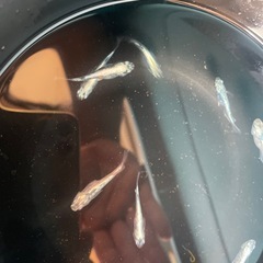 メダカ　レックウザ稚魚の画像