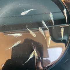 メダカ　レックウザ稚魚の画像