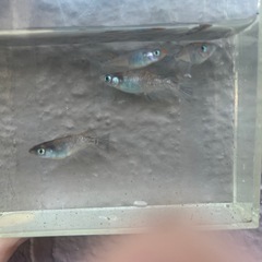 メダカ　極上
　雲州三色の画像