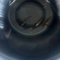 メダカ　極上
　雲州三色