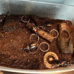 カブトムシ成虫（オス、メス）