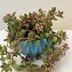 ランキングキーワードに紐づく投稿画像-観葉植物