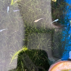 10匹、メダカ稚魚 