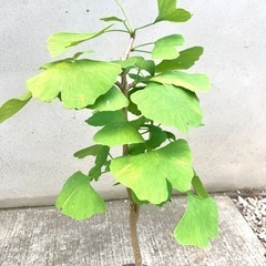 盆栽　植木　鉢植え　イチョウ　銀杏　鉢付きの画像