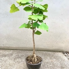 盆栽　植木　鉢植え　イチョウ　銀杏　鉢付き