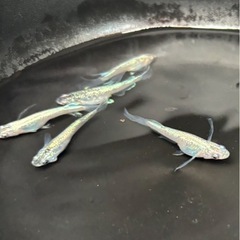 メダカ天女の舞ブルースターダスト【稚魚】の画像