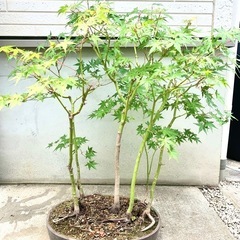鉢植え　盆栽　寄せ植え　大品　もみじ　紅葉　かえでの画像