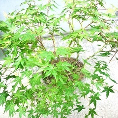 鉢植え　盆栽　寄せ植え　大品　もみじ　紅葉　かえでの画像