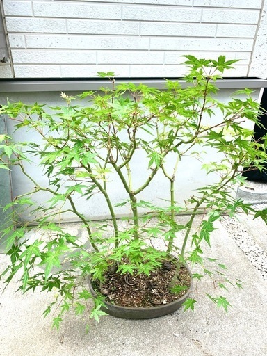 鉢植え　盆栽　寄せ植え　大品　もみじ　紅葉　かえで