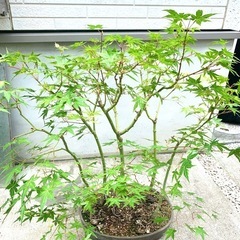 鉢植え　盆栽　寄せ植え　大品　もみじ　紅葉　かえで