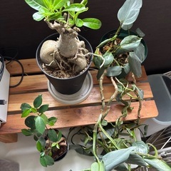 観葉植物3点セット
の画像