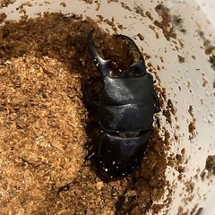 貴重種【小宝島産】タカラヒラタクワガタの画像
