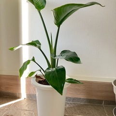 観葉植物