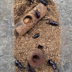 クワガタ・カブトムシ各種
