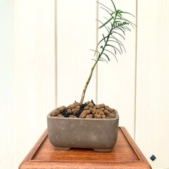 盆栽　鉢植え　苗　　イチイ