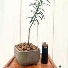 盆栽　鉢植え　苗　　イチイの画像