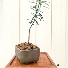盆栽　鉢植え　苗　　イチイの画像
