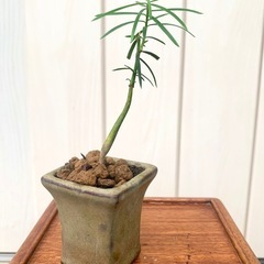 盆栽　鉢植え　苗　いちい　一位　の画像