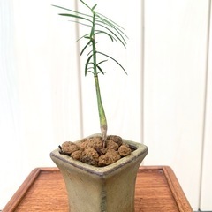 盆栽　鉢植え　苗　いちい　一位　