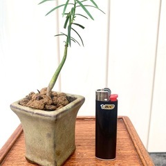 盆栽　鉢植え　苗　いちい　一位　の画像