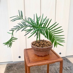盆栽　鉢植え　苗　イチイ　一位の画像