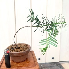 盆栽　鉢植え　苗　イチイ　一位の画像