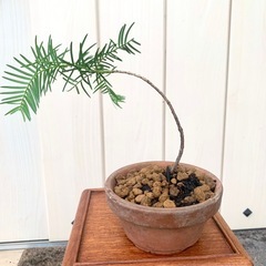 盆栽　鉢植え　苗　イチイ　一位