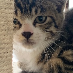 【母猫死亡のため緊急保護⚠️】キジ白メス３ヶ月【里親募集】