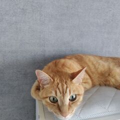 可愛いいオス猫去勢済