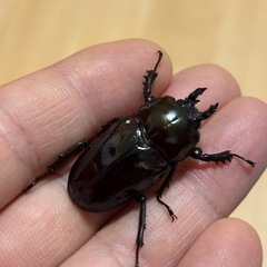ニジイロクワガタ(紫紺系)極小ペア　(7/4まで)の画像