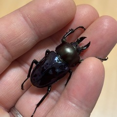 ニジイロクワガタ(紫紺系)極小ペア　(7/4まで)