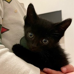 甘えん坊な黒猫くん