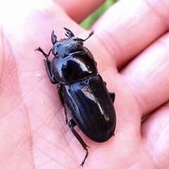 【ラスト 貴重なWD持ち腹 爆産セット】アマミヒラタクワガタ ♂♀♀トリオ販売⑤ 2025の画像