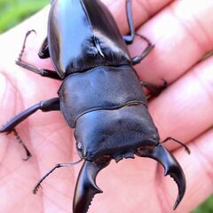 【ラスト 貴重なWD持ち腹 爆産セット】アマミヒラタクワガタ ♂♀♀トリオ販売⑤ 2025の画像