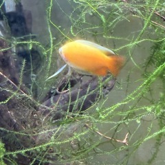 ゴールデンハニードワーフグラミー 熱帯魚