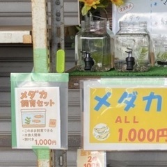 めだか無人販売
の画像