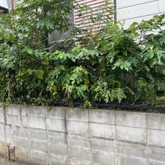 草刈り　草むしりします